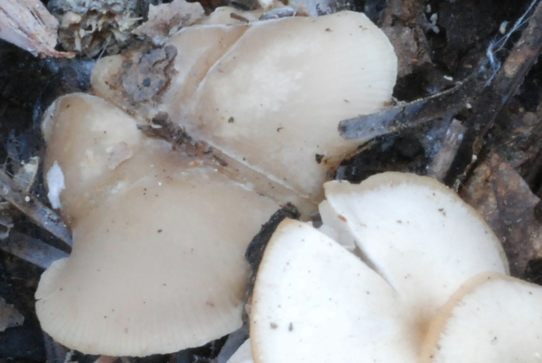 Clitocybe metachroa